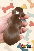 Carter, a male Chihuahua for sale in Williamston, NC – 2 of 5