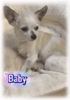 Destiny , a female Chihuahua for sale in Williamston, NC – 7 of 7