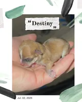 Destiny, a female Chihuahua for sale in Williamston, NC – 2 of 4