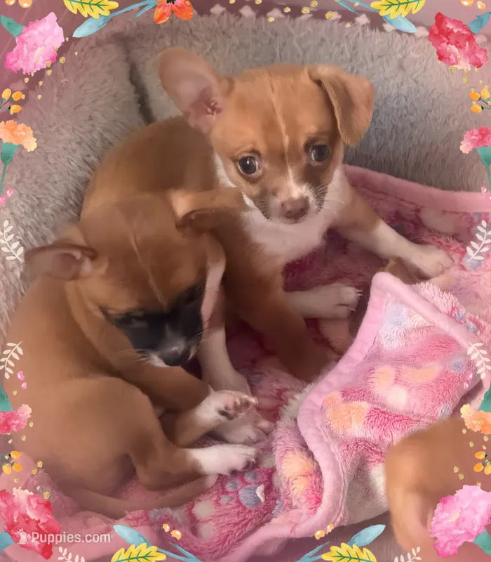 Charlie – Chihuahua puppy for sale in Williamston, NC
