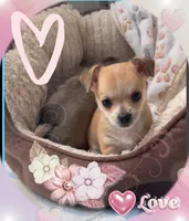 Destiny , a female Chihuahua for sale in Williamston, NC – 1 of 7