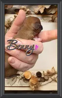 Benny, a male Chihuahua for sale in Williamston, NC – 4 of 6