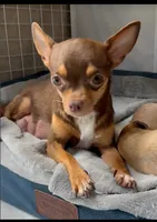 Punkin, a female Chihuahua for sale in Williamston, NC – 4 of 6
