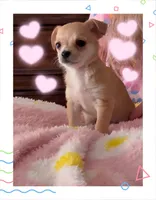 Destiny , a female Chihuahua for sale in Williamston, NC – 2 of 7