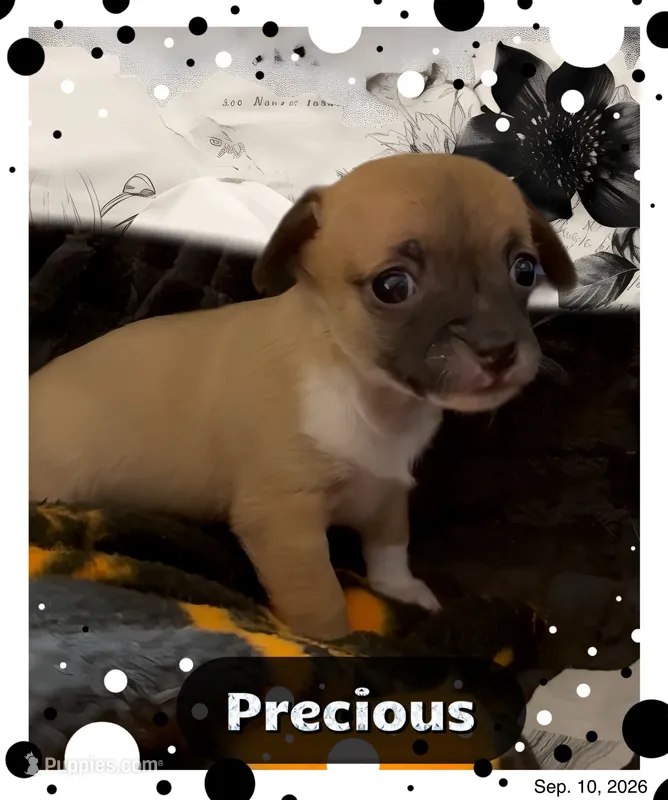 Precious – Chihuahua puppy for sale in Williamston, NC