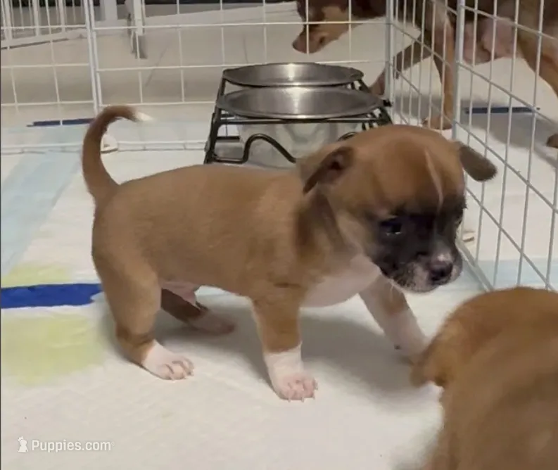 Benny – Chihuahua puppy for sale in Williamston, NC