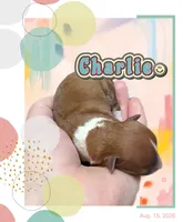 Charlie, a male Chihuahua for sale in Williamston, NC – 2 of 7