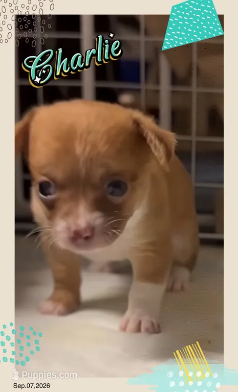Charlie – Chihuahua puppy for sale in Williamston, NC