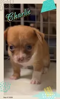 Prince Charlie, a male Chihuahua for sale in Williamston, NC – 5 of 9