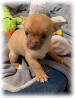 Punkin, a female Chihuahua for sale in Williamston, NC – 2 of 6