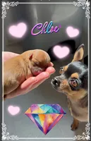 Chloe, a female Chihuahua for sale in Williamston, NC – 3 of 6