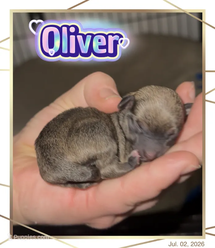 Oliver – Chihuahua puppy for sale in Williamston, NC