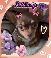 Benny, a male Chihuahua for sale in Williamston, NC – 6 of 6