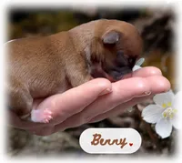 Benny, a male Chihuahua for sale in Williamston, NC – 2 of 6