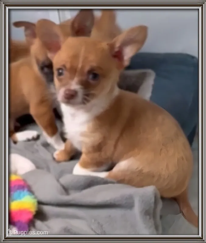 Prince Charlie – Chihuahua puppy for sale in Williamston, NC