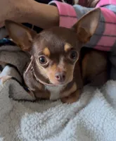 Carter, a male Chihuahua for sale in Williamston, NC – 5 of 5