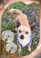 Charlie, a male Chihuahua for sale in Williamston, NC – 5 of 7