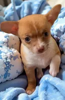 Prince Charlie, a male Chihuahua for sale in Williamston, NC – 2 of 9