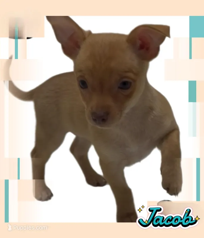 Jacob – Chihuahua puppy for sale in Williamston, NC
