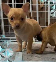 Jacob, a male Chihuahua for sale in Williamston, NC – Photo 6 of 8