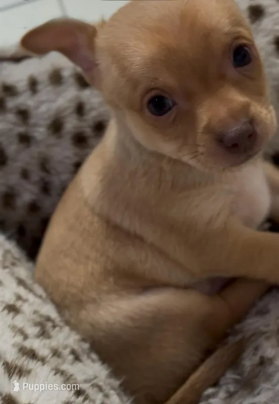 Jacob – Chihuahua puppy for sale in Williamston, NC