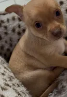 Jacob, a male Chihuahua for sale in Williamston, NC – Photo 3 of 8