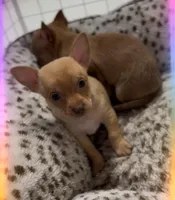 Jacob, a male Chihuahua for sale in Williamston, NC – Photo 2 of 8