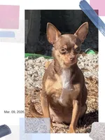 Jacob, a male Chihuahua for sale in Williamston, NC – Photo 8 of 8