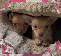 Jacob, a male Chihuahua for sale in Williamston, NC – Photo 5 of 8