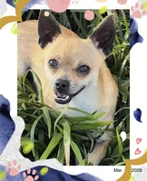 Jacob, a male Chihuahua for sale in Williamston, NC – Photo 7 of 8