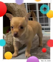 Jacob, a male Chihuahua for sale in Williamston, NC – Photo 1 of 8