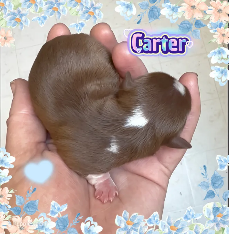 Carter – Chihuahua puppy for sale in Williamston, NC