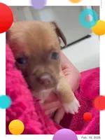 Hershey, a female Chihuahua for sale in Williamston, NC – Photo 3 of 10