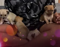 Hershey, a female Chihuahua for sale in Williamston, NC – Photo 7 of 10