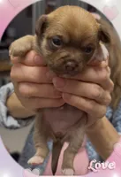 Hershey, a female Chihuahua for sale in Williamston, NC – Photo 8 of 10