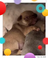 Hershey, a female Chihuahua for sale in Williamston, NC – Photo 10 of 10