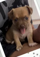 Hershey, a female Chihuahua for sale in Williamston, NC – Photo 2 of 10