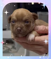 Hershey, a female Chihuahua for sale in Williamston, NC – Photo 1 of 10