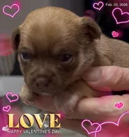 Hershey, a female Chihuahua for sale in Williamston, NC – Photo 5 of 10