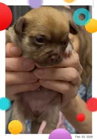 Hershey, a female Chihuahua for sale in Williamston, NC – Photo 6 of 10