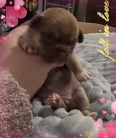 Hershey, a female Chihuahua for sale in Williamston, NC – Photo 4 of 10