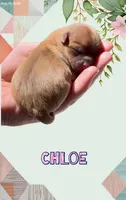 Chloe, a female Chihuahua for sale in Williamston, NC – 1 of 6