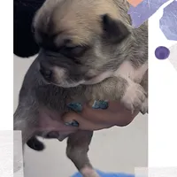 Bella, a female Chihuahua for sale in Williamston, NC – Photo 2 of 3