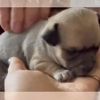 Bella, a female Chihuahua for sale in Williamston, NC – Photo 1 of 3