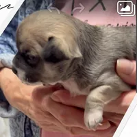 Bella, a female Chihuahua for sale in Williamston, NC – Photo 3 of 3