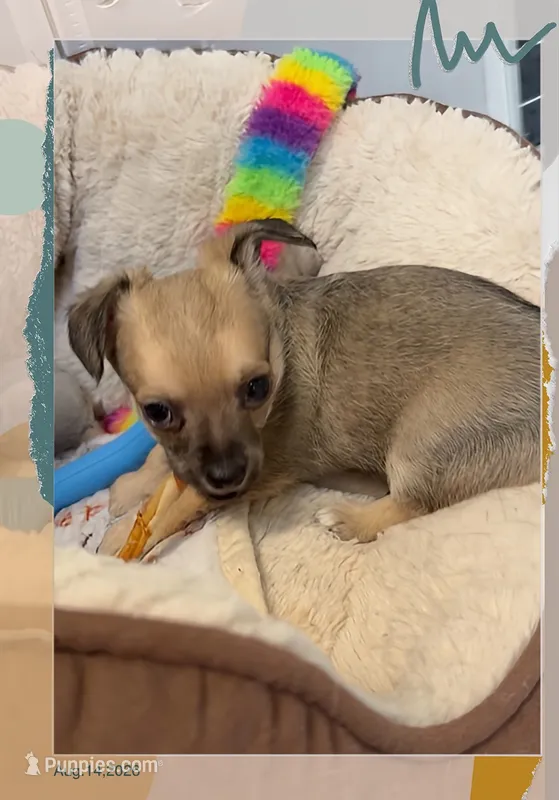 Oliver – Chihuahua puppy for sale in Williamston, NC