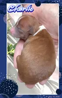 Charlie, a male Chihuahua for sale in Williamston, NC – 4 of 7