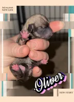 Oliver, a male Chihuahua for sale in Williamston, NC – 2 of 5