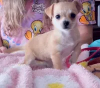 Destiny , a female Chihuahua for sale in Williamston, NC – 3 of 7