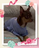Precious, a female Chihuahua for sale in Williamston, NC – 5 of 6